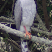 Gabar Goshawk